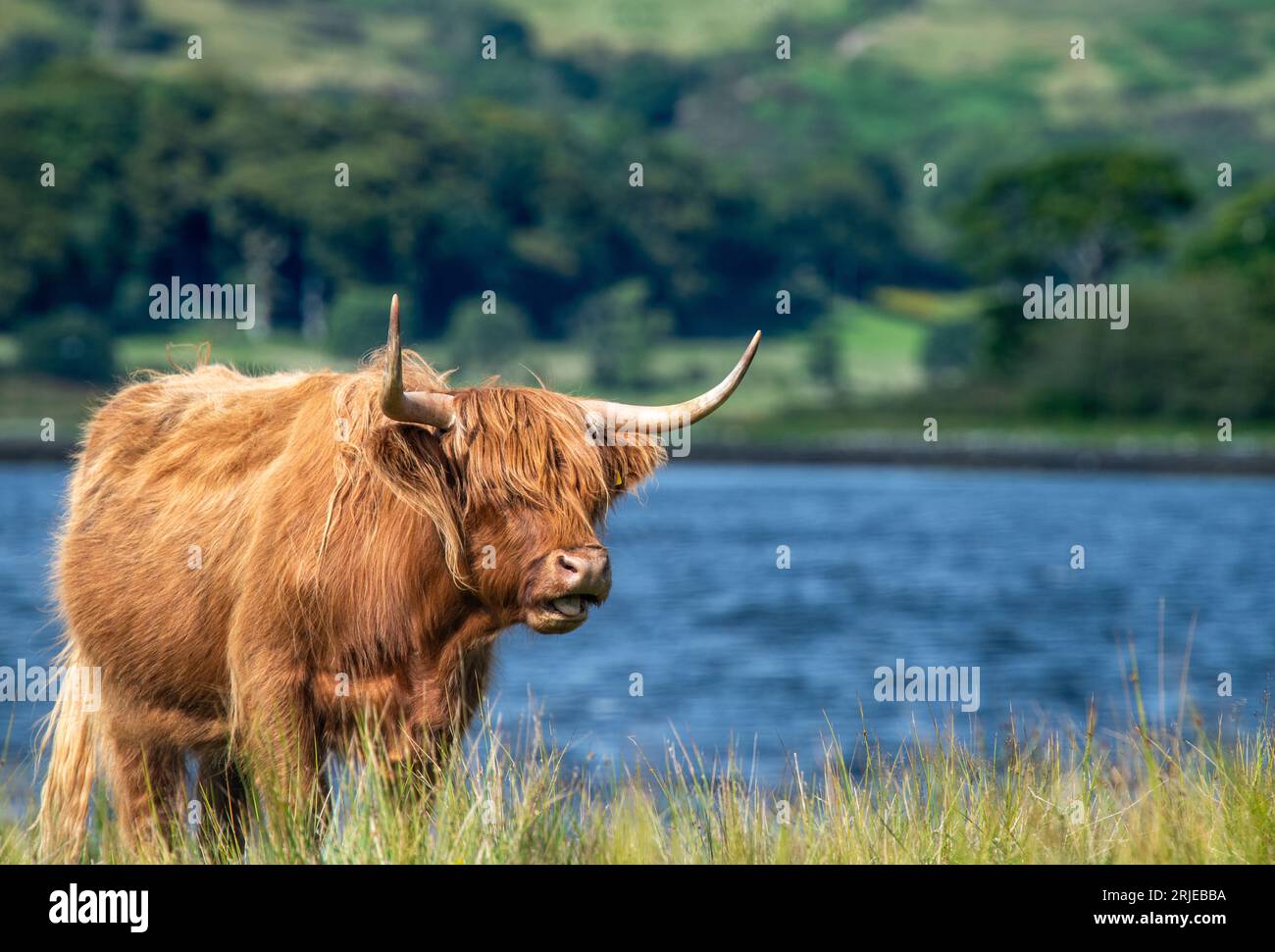 Hochlandkuh am See in Argyll und Bute, Schottland, Großbritannien Stockfoto