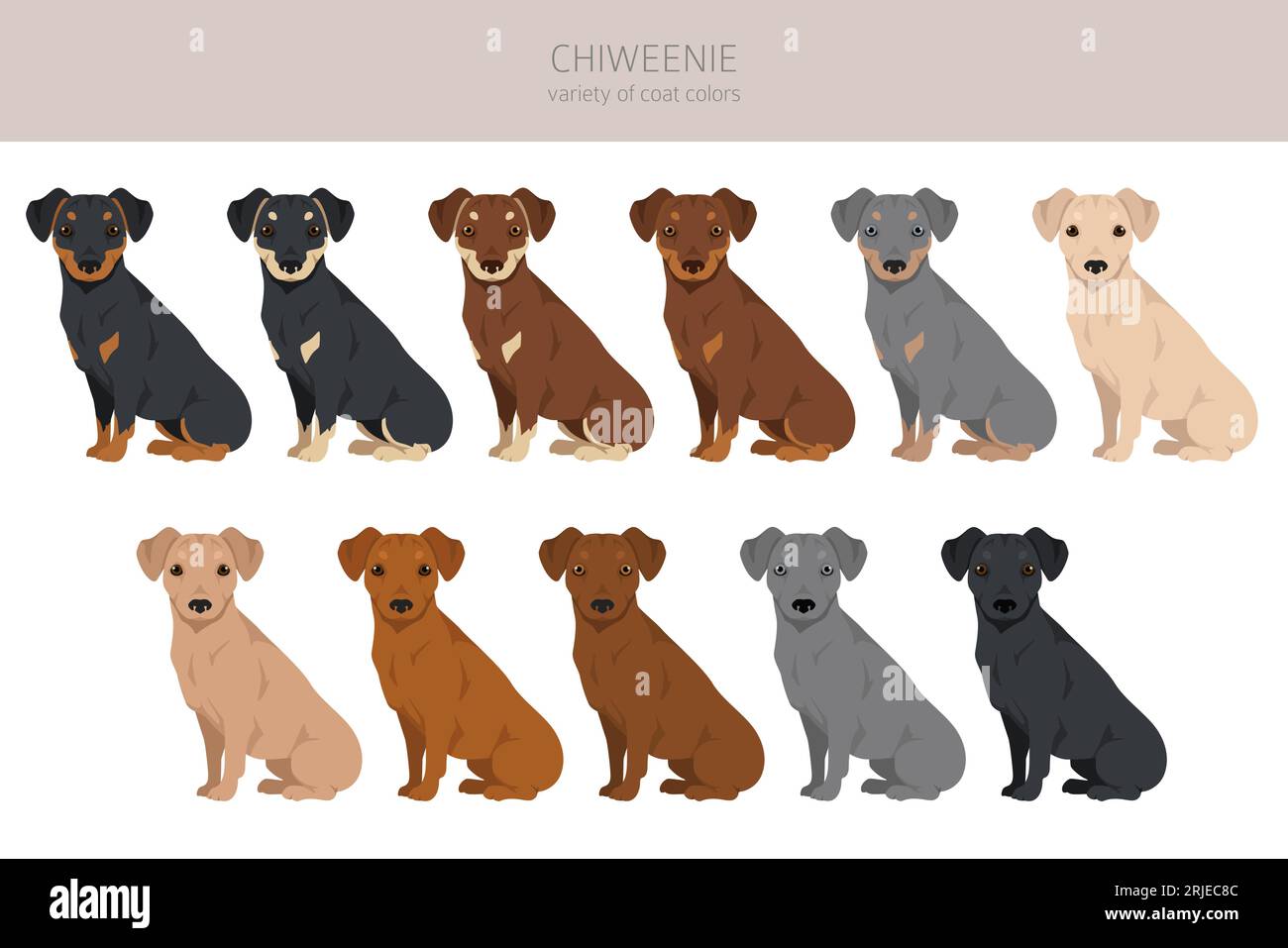 Chiweenie Clipart. Chihuahua Dachshund Mischung. Verschiedene Lackfarben. Vektorillustration Stock Vektor