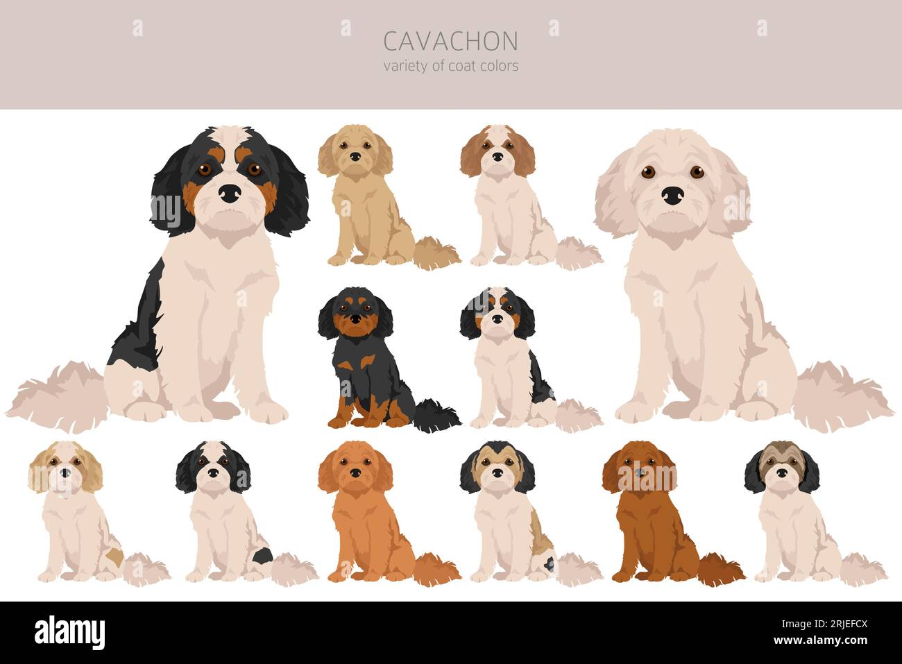 Cavachon Clipart. Cavalier King Charles Spaniel Bichon Frise Mix. Verschiedene Lackfarben. Vektorillustration Stock Vektor