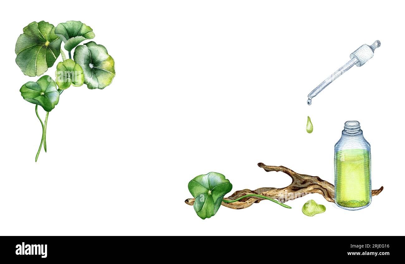Banner von Centella asiatica, ätherische Öle, Holzzweig Aquarell Illustration isoliert auf weiß. Pennykraut, gotu-Kola-Kräuterpflanzen, Cola Stockfoto
