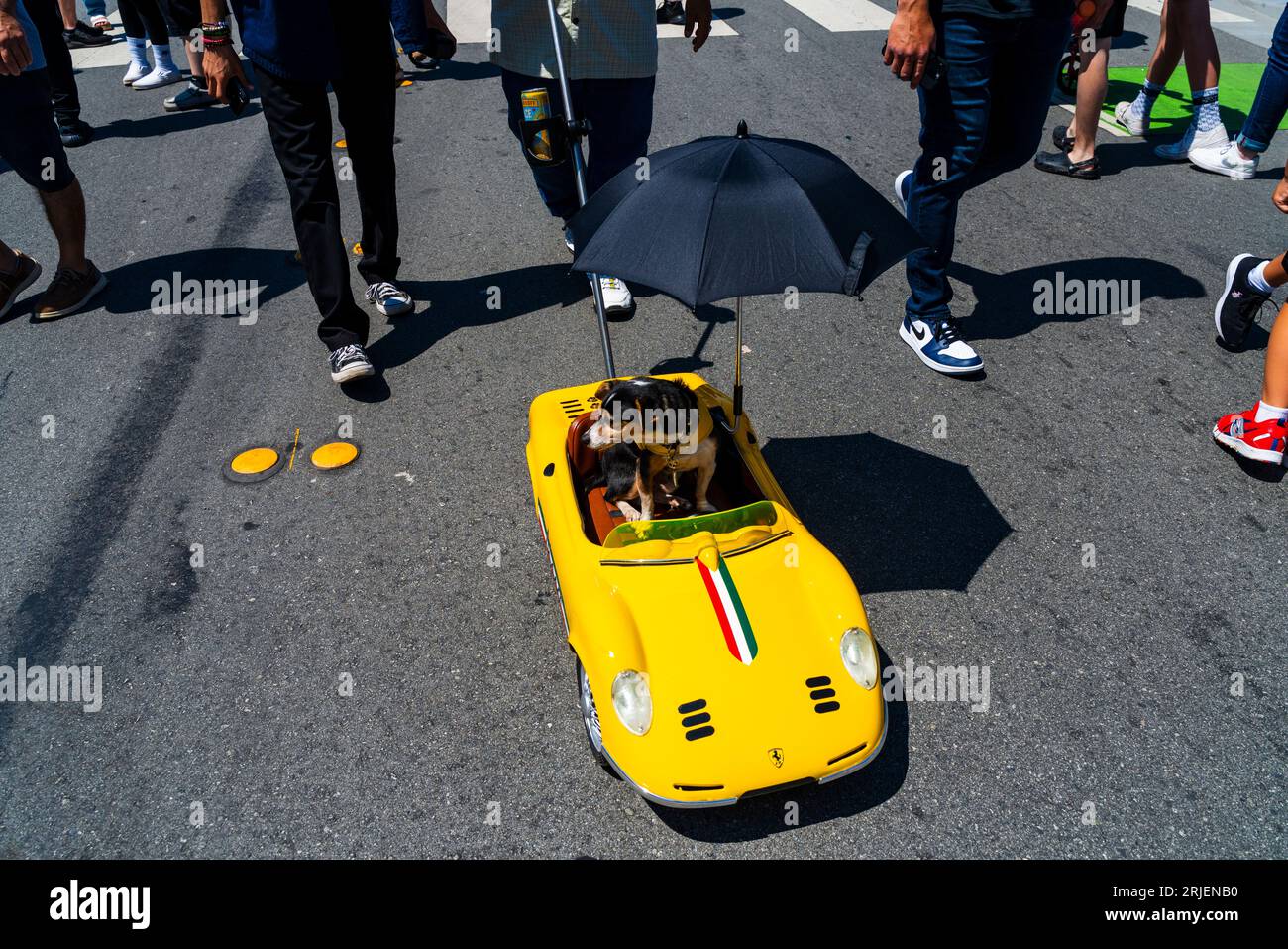 Hund in einem Ferrari-Kinderwagen bei der Monterey Car Week 2023 Stockfoto
