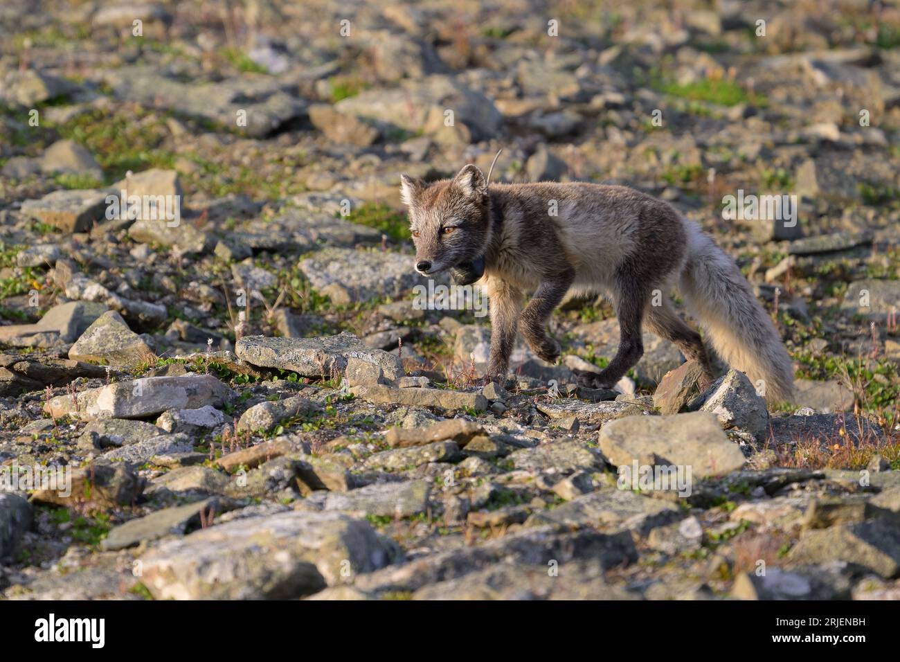 Polarfuchs (Vulpes lagopus) mit Radiokragen für die Forschung Stockfoto