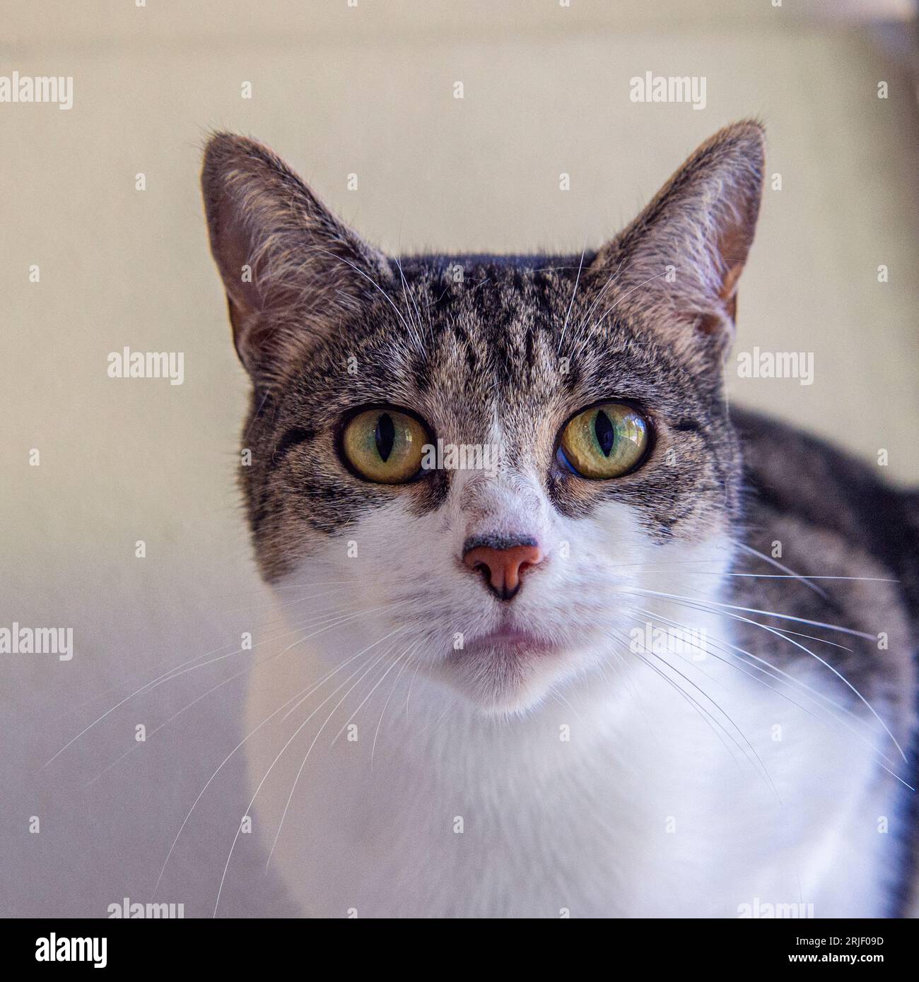 tabby und White Cat Head Studie Stockfoto