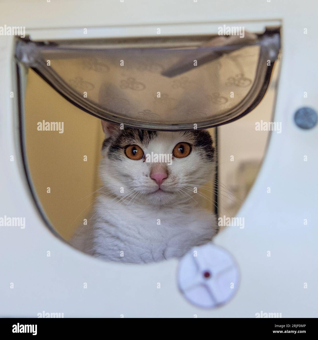 Katze schaut durch eine Katzenklappe, Katzentür Stockfoto