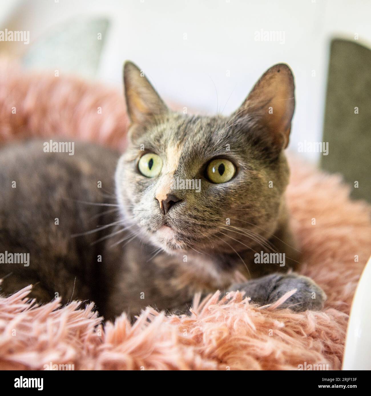 Blaue Schildpatt-Katze im Katzenbett Stockfoto