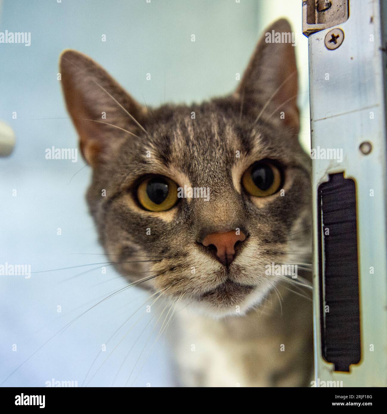 Blaue Schildpatt-Katze Stockfoto