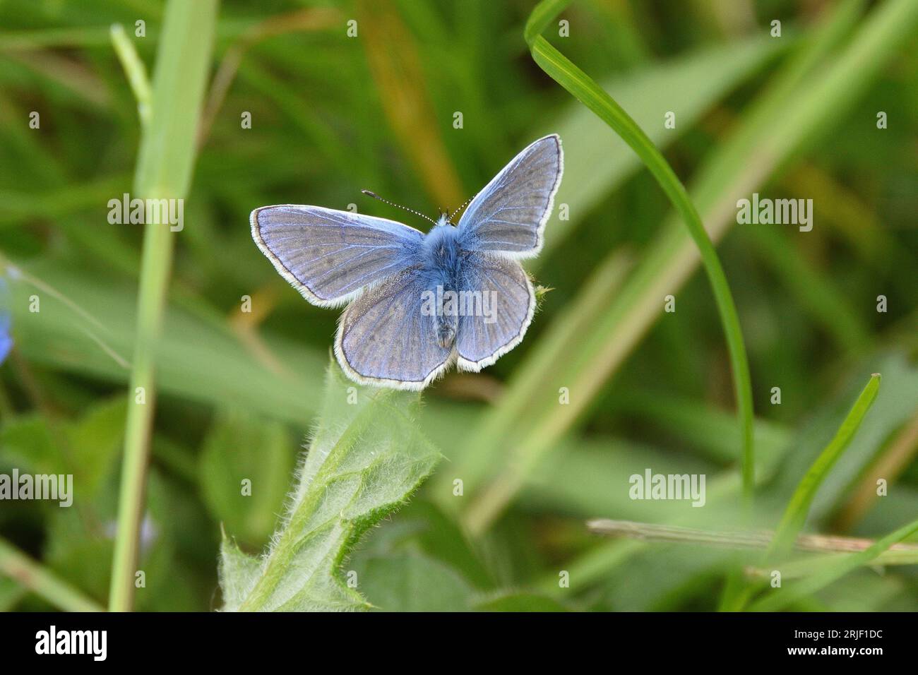 Der Blaue Schmetterling, der im Spätherbst auf einem Blatt ruht. Chiltern Hills, Hertfordshire, England, Vereinigtes Königreich. Stockfoto