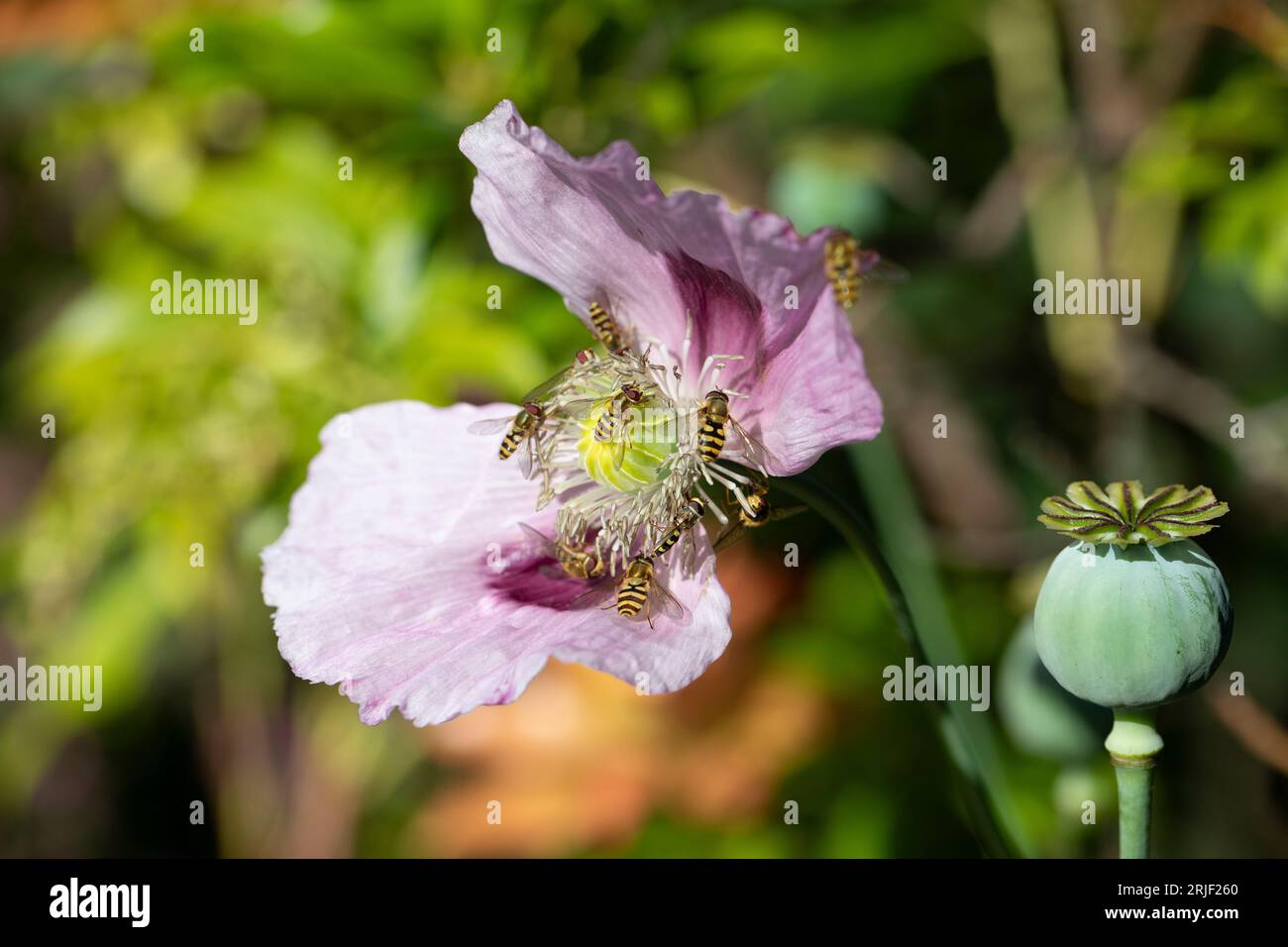 Opiummohn in von Insekten bestäubten Blüten in einem Garten im Sommer, England, Vereinigtes Königreich Stockfoto