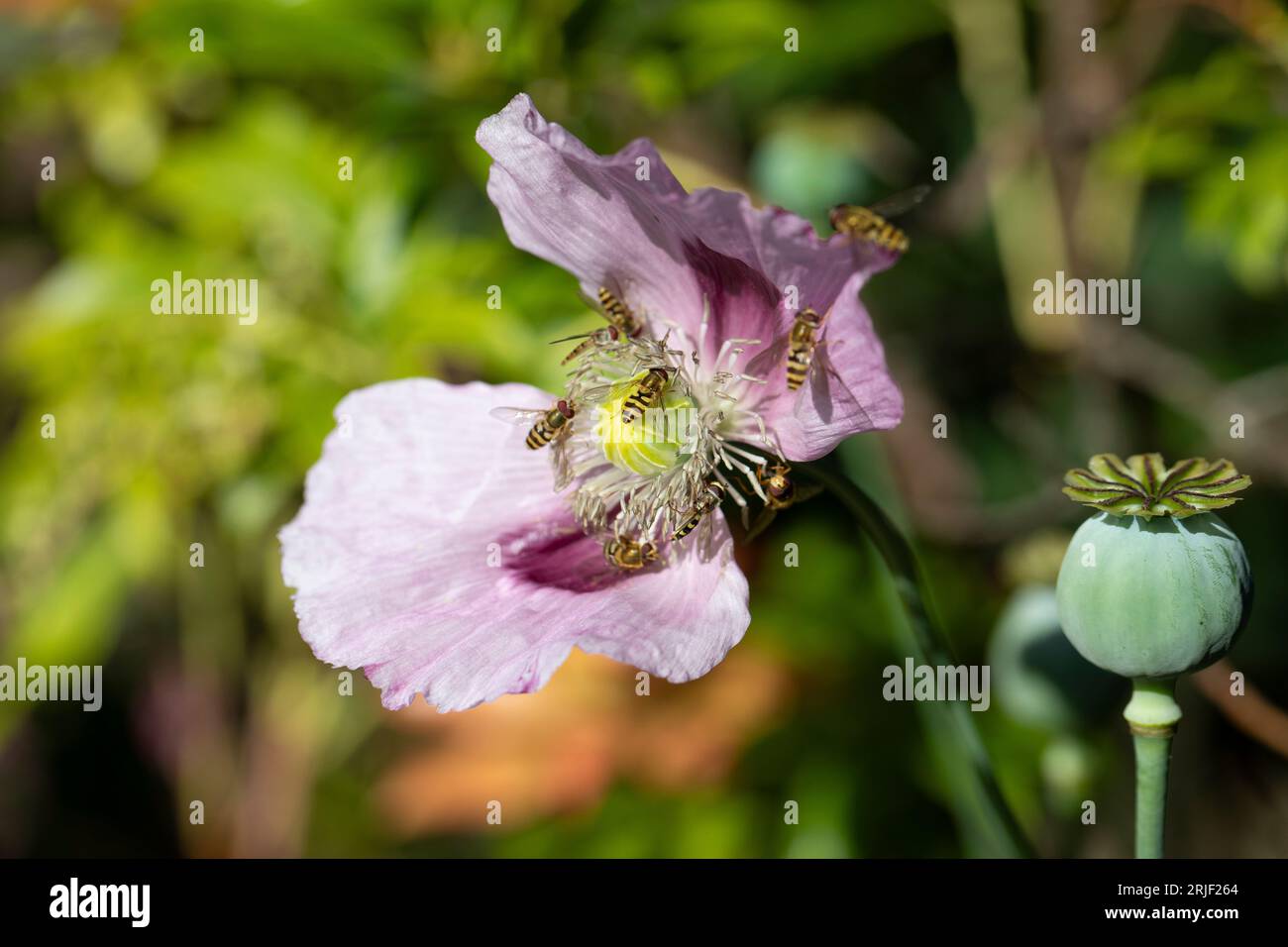 Opiummohn in von Insekten bestäubten Blüten in einem Garten im Sommer, England, Vereinigtes Königreich Stockfoto