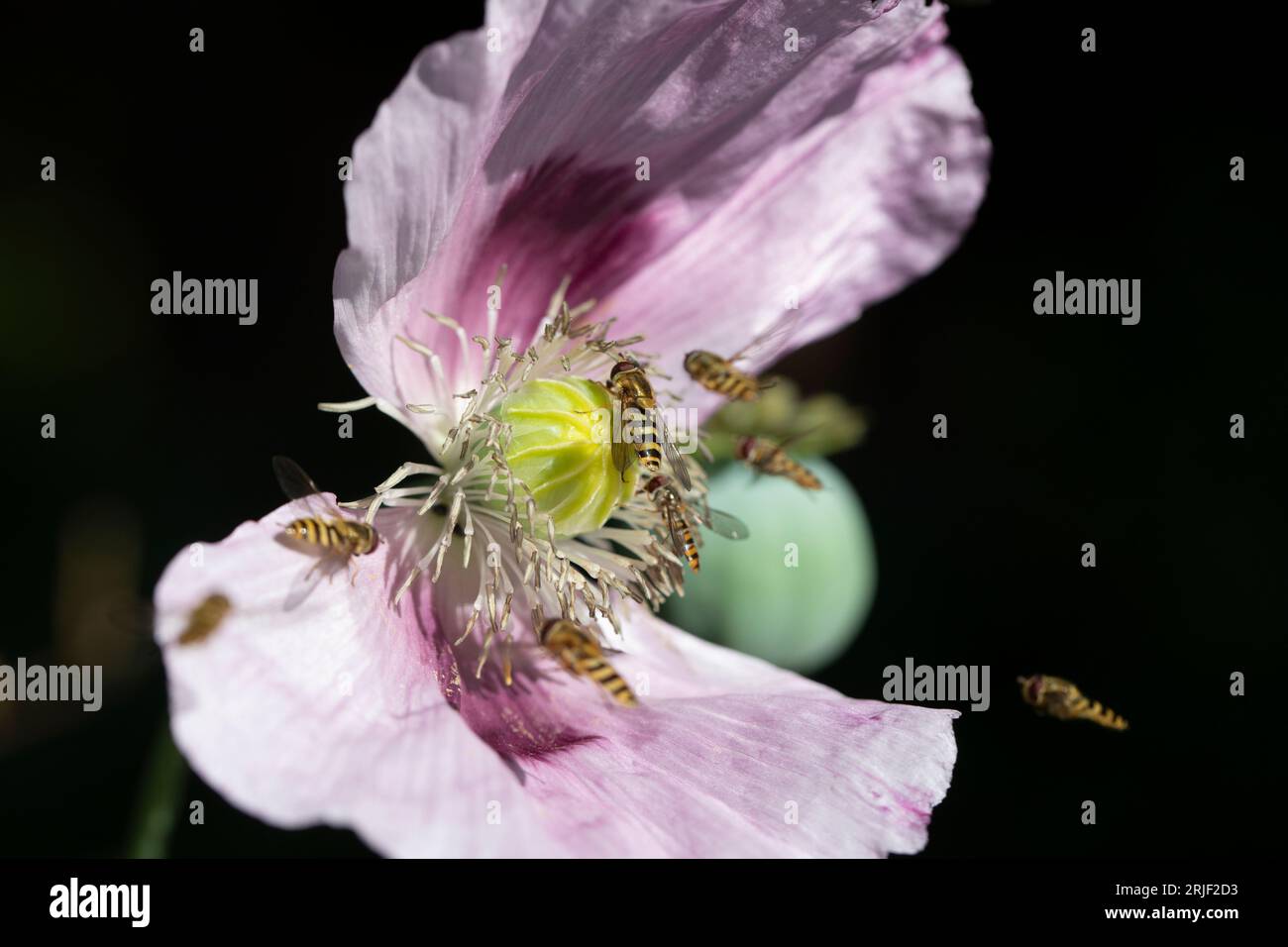 Opiummohn in von Insekten bestäubten Blüten in einem Garten im Sommer, England, Vereinigtes Königreich Stockfoto