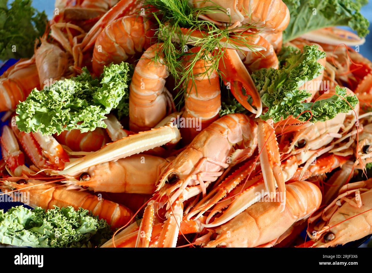 Gekochte Langusten, Nephrops norvegicus, auch Kaisergranat genannt (havskräfta auf Schwedisch), bereit zum Essen auf dem Tisch in Schweden. Stockfoto