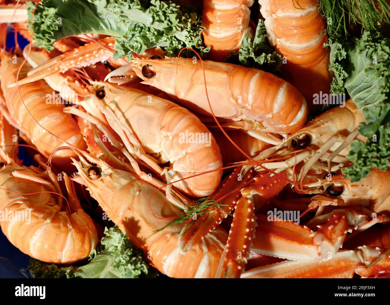 Gekochte Langusten, Nephrops norvegicus, auch Kaisergranat genannt (havskräfta auf Schwedisch), bereit zum Essen auf dem Tisch in Schweden. Stockfoto
