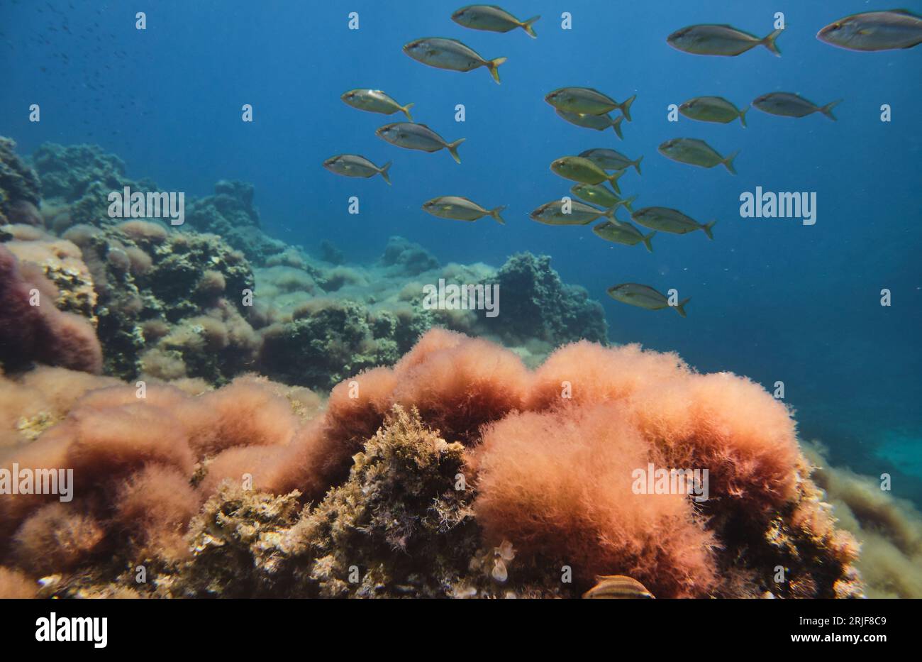 Unterwasseransicht des Schwarm exotischer Fische, die tief im Ozean in der Nähe des farbenfrohen Korallenriffs in natürlichem Lebensraum schwimmen Stockfoto