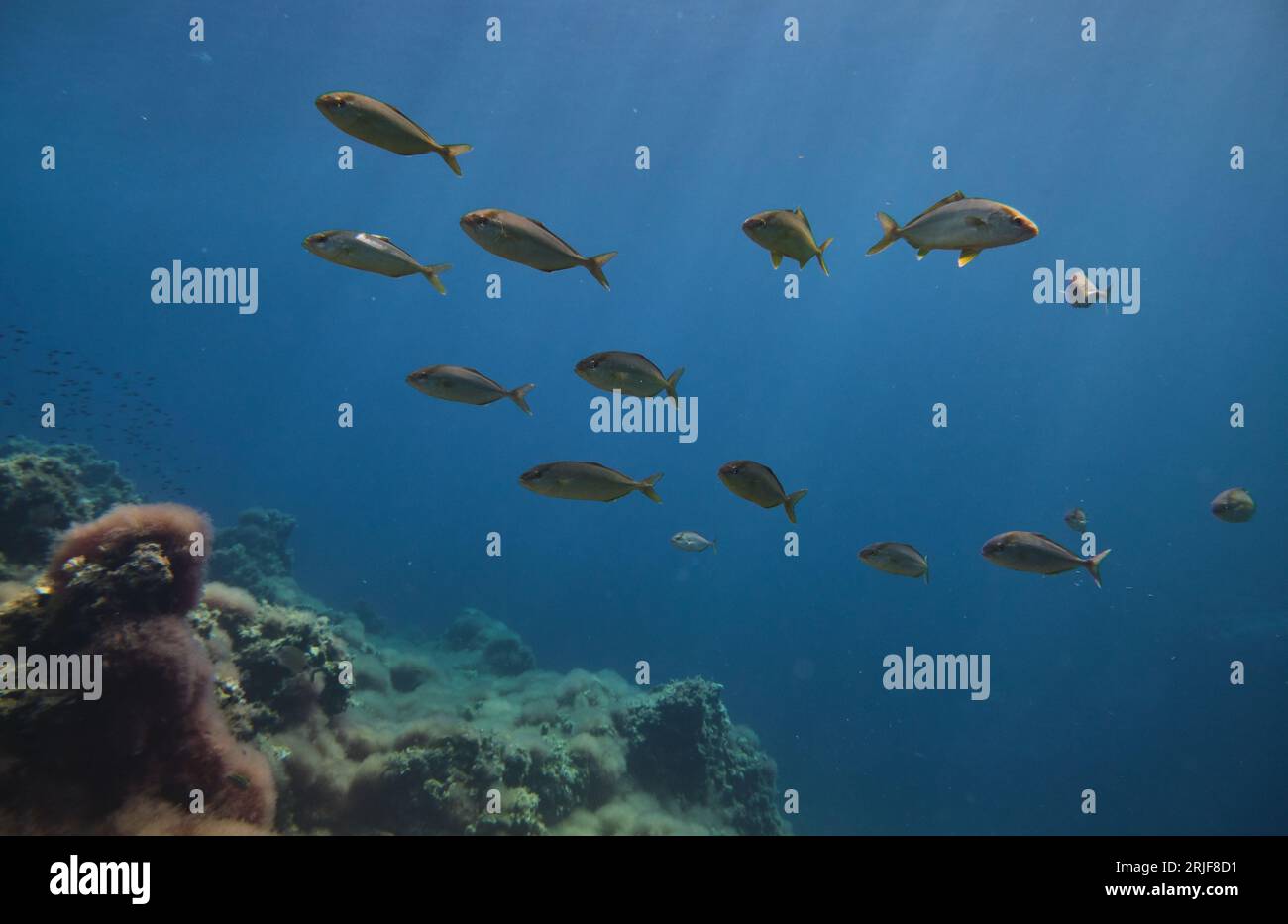Schwarm exotischer Fische, die in natürlicher Umgebung in der Nähe von Korallenriffen tief am Meeresboden schwimmen Stockfoto