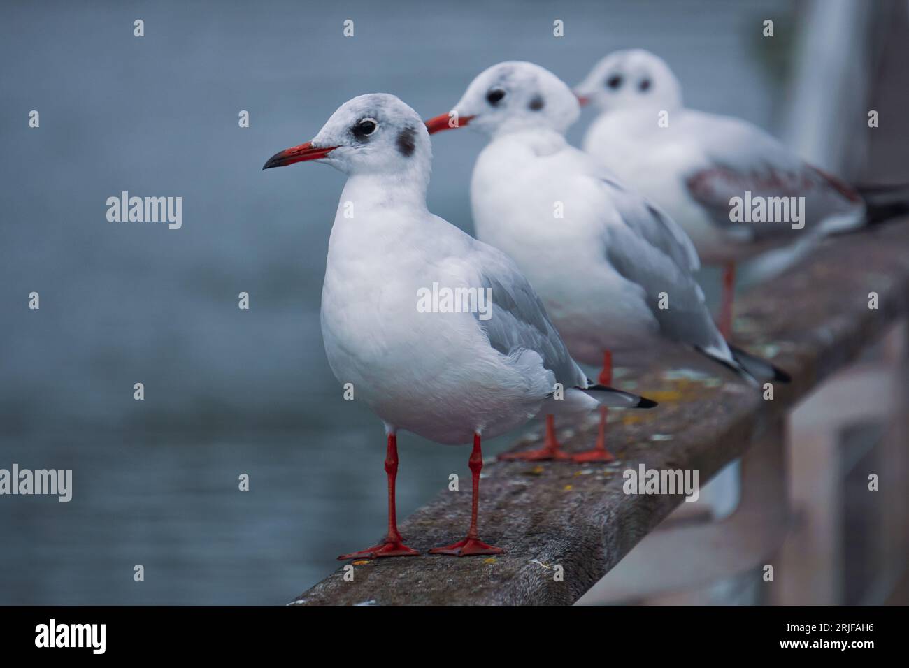 Möwen auf dem Geländer im Hafen Stockfoto