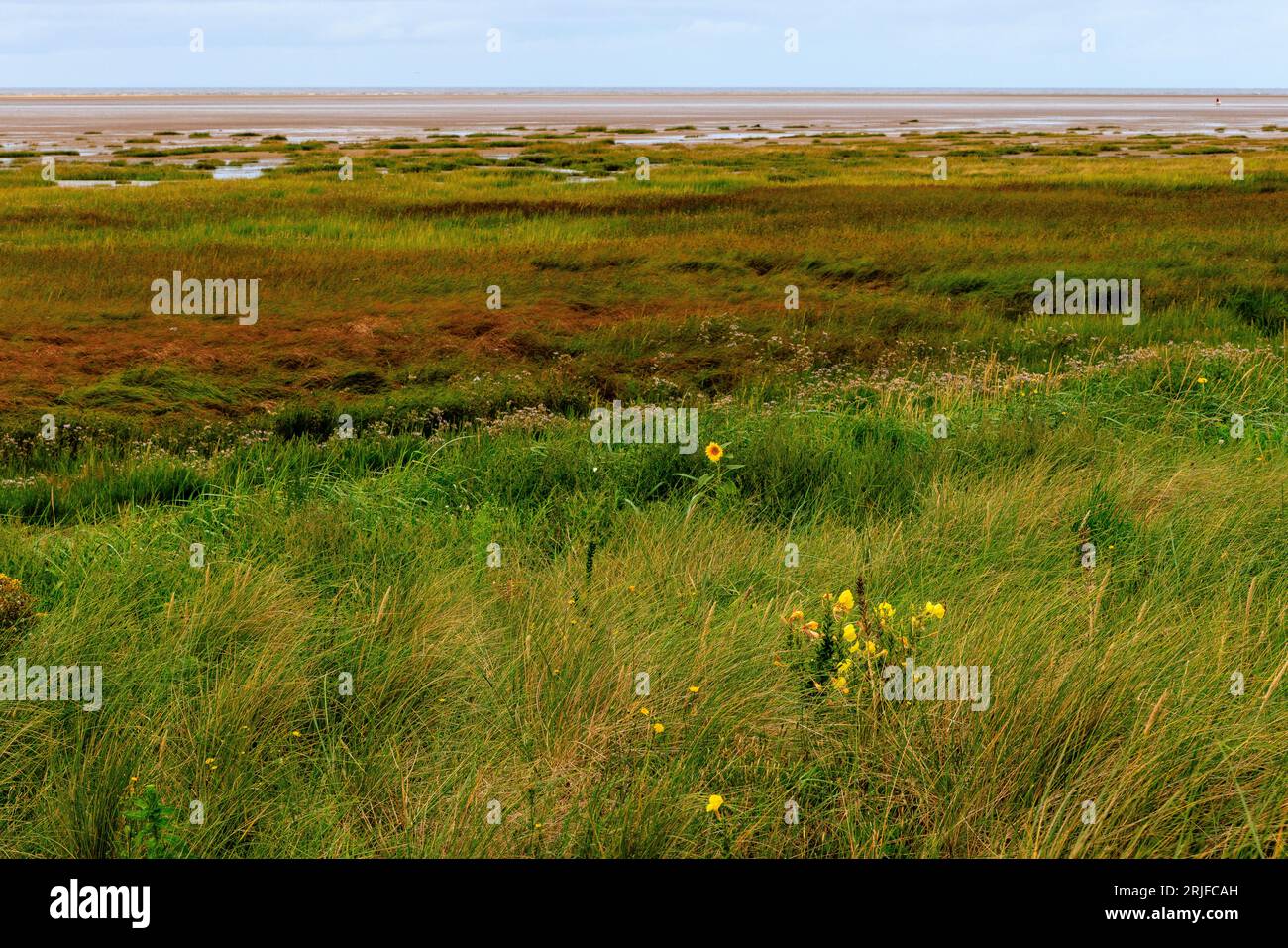 Eine einsame Sonnenblume blüht in den niedrigen grasbewachsenen Sanddünen am St annes Strand bei Ebbe mit Sumpfgras und Sandstrand dahinter Stockfoto