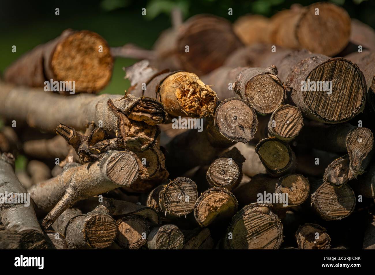 Üppiger Wald mit hoch aufragenden Bäumen, verstreuten Baumstämmen und grünen Pflanzen Stockfoto