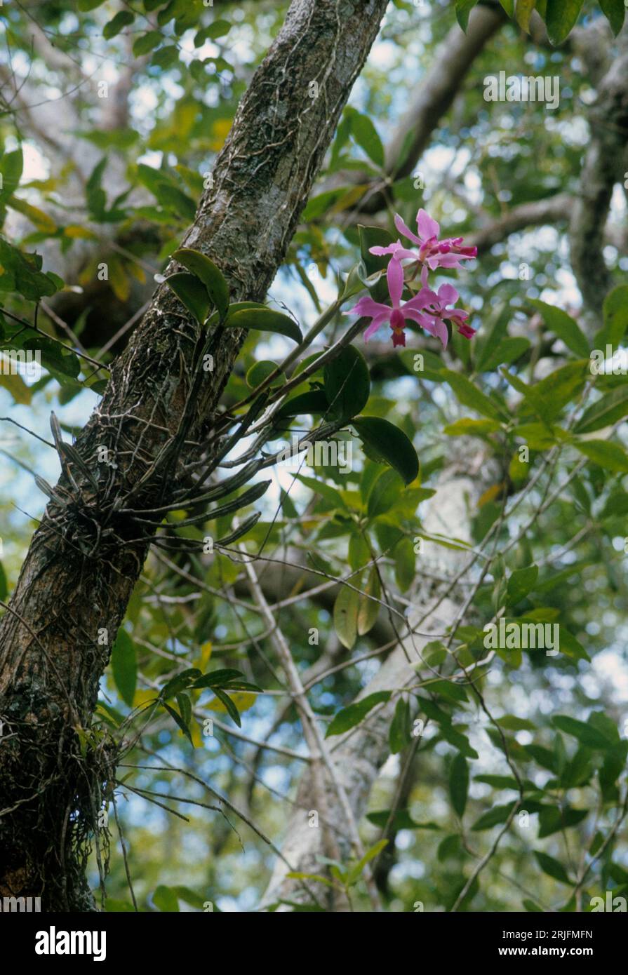 Epiphytische Cattleya-Orchidee in Waldgalerie, Savannenbiom, Venezuela. Stockfoto
