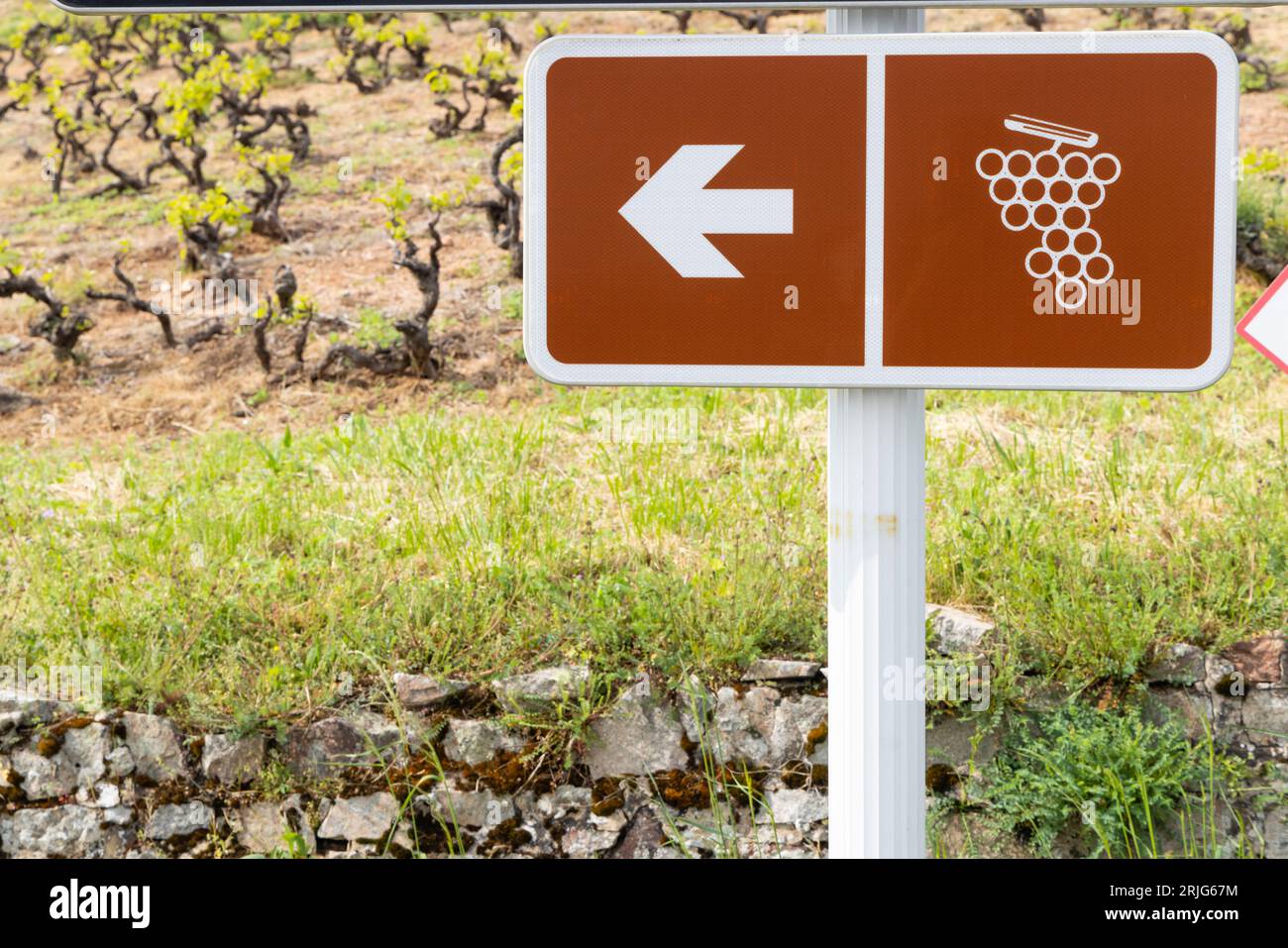 Weinstraße in der Nähe der Windmühle (Moulin a vent de Romaneche-Thorins), Chenas, Beaujolais, Saone-et-Loire, Bourgogne-Franche-Comte, Frankreich Stockfoto
