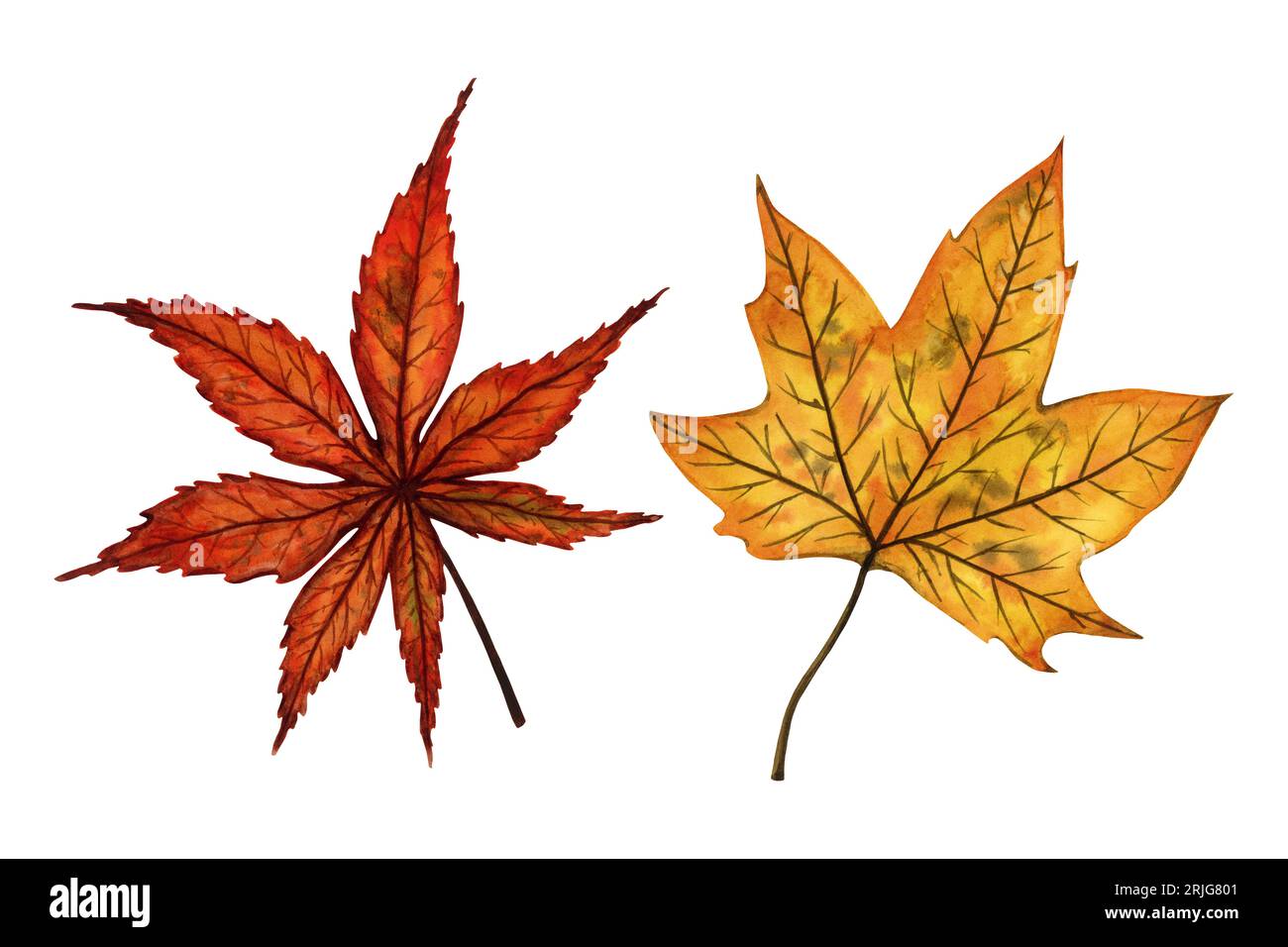 Eine Reihe von Herbstblättern (Ahorn und japanischer Ahorn), handgezeichnete Aquarellillustration isoliert auf weißem Hintergrund. Für Muster, Textilien, Aufkleber. Stockfoto