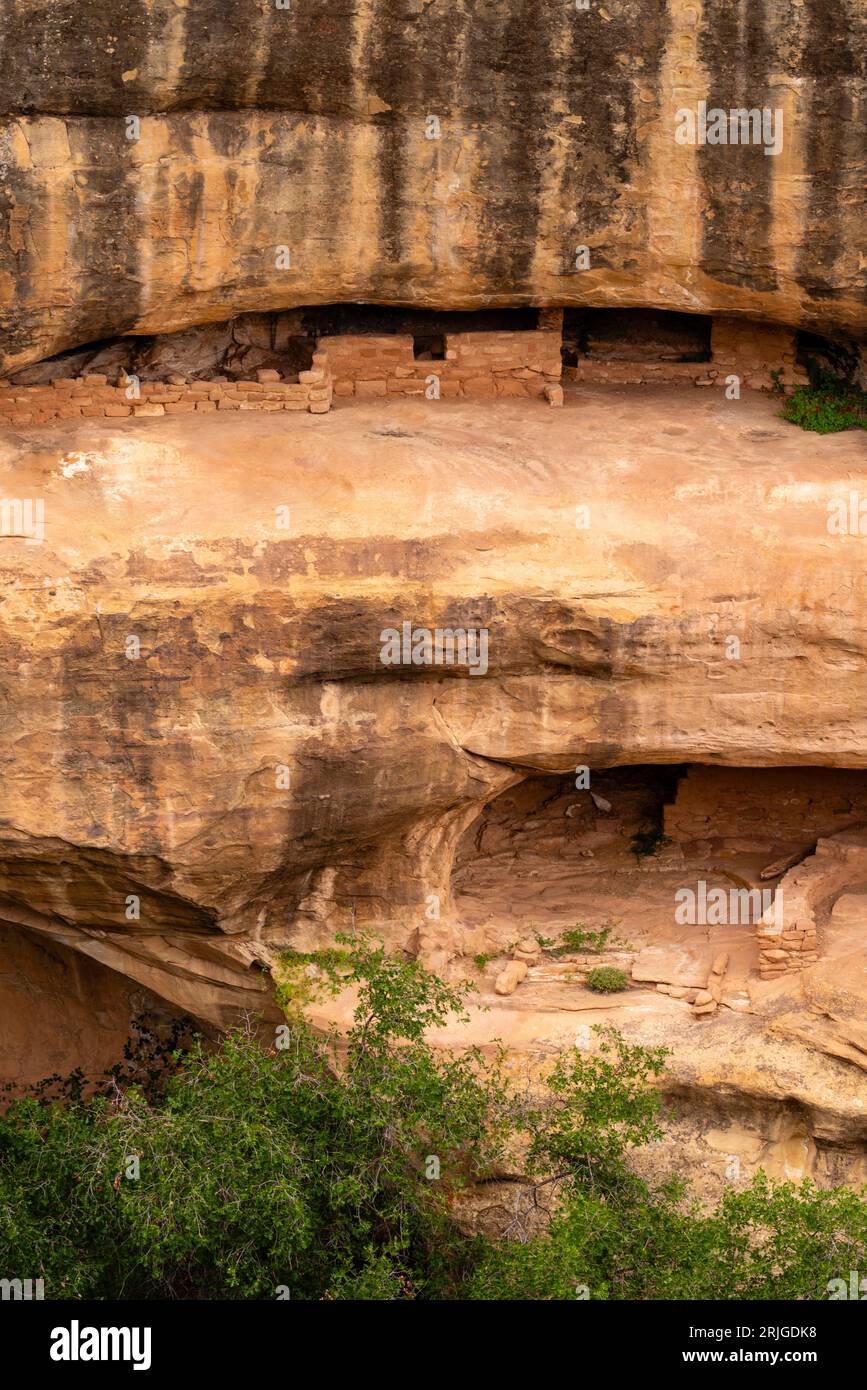 Feuertempel in der Nische von Chapin Mesa, Blick von Mesa Top Loop, Mesa Verde National Park, Colorado, USA Stockfoto