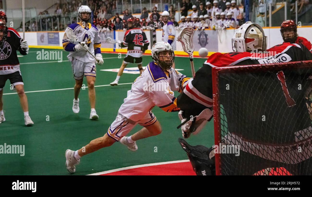 Edmonton Miners Torwart (schwarz/orange) Jayce Lesanko (1) lenkt einen Schuss von Coquitlam Adanacs (weiß gelb) Ryan Favaro (4) im Minto Cup Day 2 zwischen Edmonton Miners und Coquitlam Adanacs in der Bill hinter Arena ab. Endstand: Edmonton Miners vs Coquitlam Adanacs, 11:15 der Minto Cup ist die nationale Junior A Box Lacrosse Meisterschaft. Der Minto Cup wurde 1901 von Sir Gilbert John Murray Kynmond Elliot gestiftet und 1937 offiziell zur Junior A National Box Lacrosse Championship gekürt. (Foto: Ron Palmer/SOPA Images/SIPA USA) Stockfoto