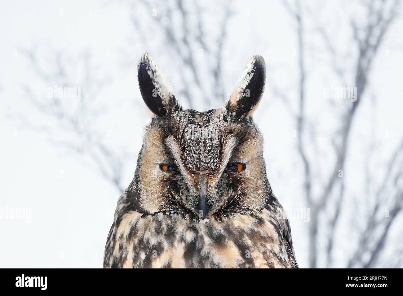 Langohreule (Asio otus) im natürlichen Lebensraum Stockfoto