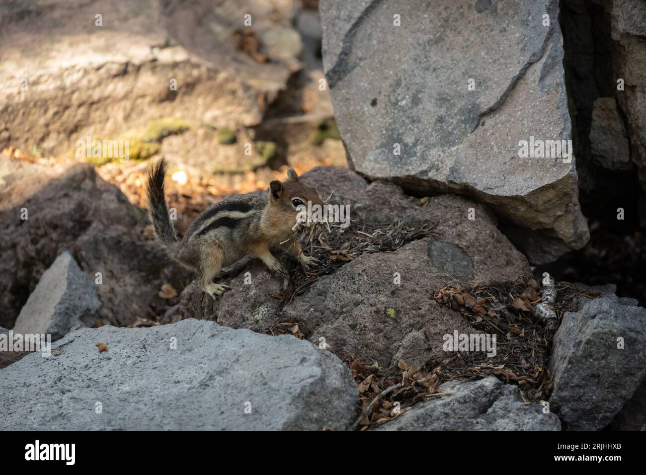 Chipmunk mit trockenem Gras, das in den Mund gefüllt ist, verläuft über die Felsen im Crater Lake National Park Stockfoto