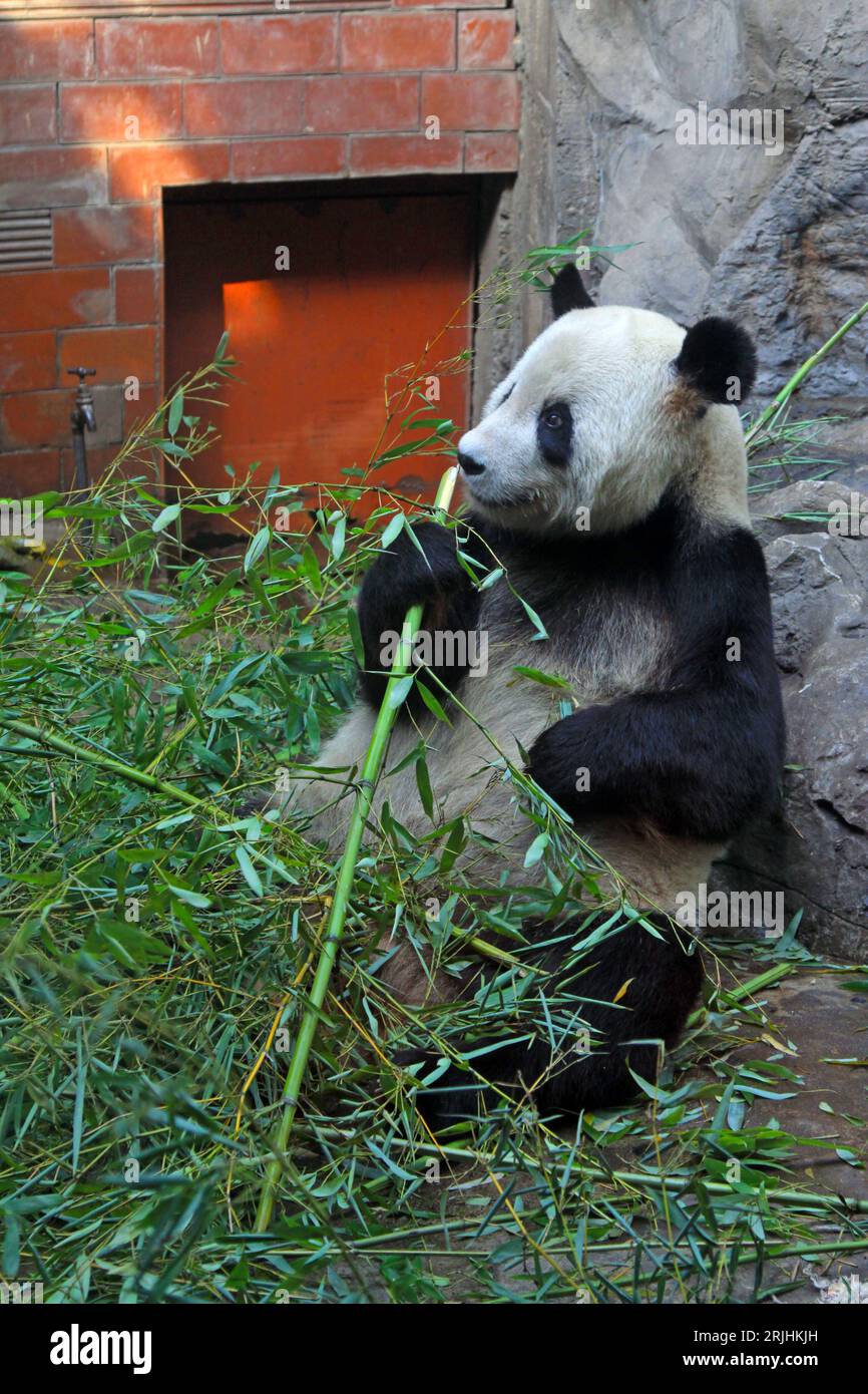 Hungriger Pandabär, der Bambus isst, Peking Zoo, china Stockfoto