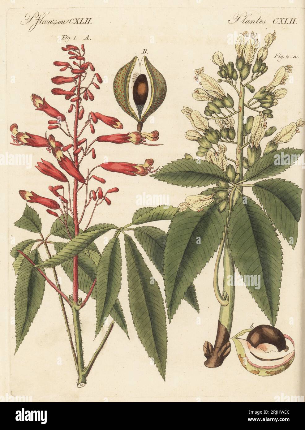 Rote buckeypflanze oder Feuerwerkskörper, Aesculus pavia 1A, Frucht 1B, und gewöhnliche buckeypflanze oder gelbe buckeypflanze, Aesculus flava 2a, Frucht 2b. Die Botanicals wurden von Henriette und Conrad Westermayr, F. Götz und C. Ermer gezeichnet. Handkolorierter Kupferstich aus Carl Bertuchs Bilderbuch fur Kinder, Weimar, 1813. Eine 12-bändige Enzyklopädie für Kinder, illustriert mit fast 1.200 gravierten Platten über Naturgeschichte, Wissenschaft, Kostüm, Mythologie usw., veröffentlicht von 1790-1830. Stockfoto