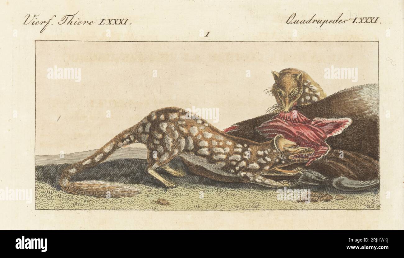 Dasyurus macrourus Fotos und Bildmaterial in hoher Auflösung Alamy