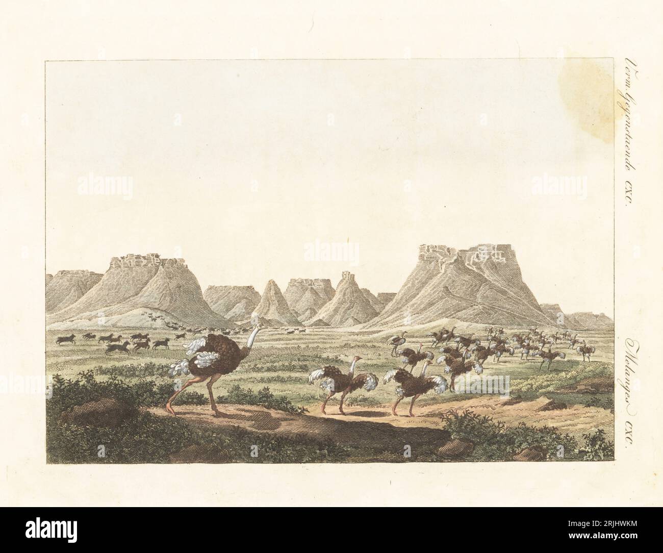 Südafrikanischer Strauß, Struthio camelus australis und Herde von (ausgestorbenen) Quagga, Equus quagga quagga, die durch die Ebenen Südafrikas in der Nähe der konischen und Tafelberge Karreeberge, Kap der Guten Hoffnung, verläuft. Handkolorierter Kupferstich aus Carl Bertuchs Bilderbuch fur Kinder, Weimar, 1813. Eine 12-bändige Enzyklopädie für Kinder, illustriert mit fast 1.200 gravierten Platten über Naturgeschichte, Wissenschaft, Kostüm, Mythologie usw., veröffentlicht von 1790-1830. Stockfoto