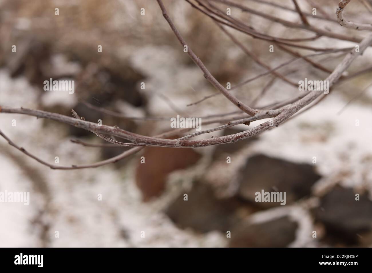 Unterschiedliche Tiefe von Feld, Pflanzen und Natur im Winter, Schneesturm, Bäume und Pflanzen, die an der Kälte sterben Stockfoto