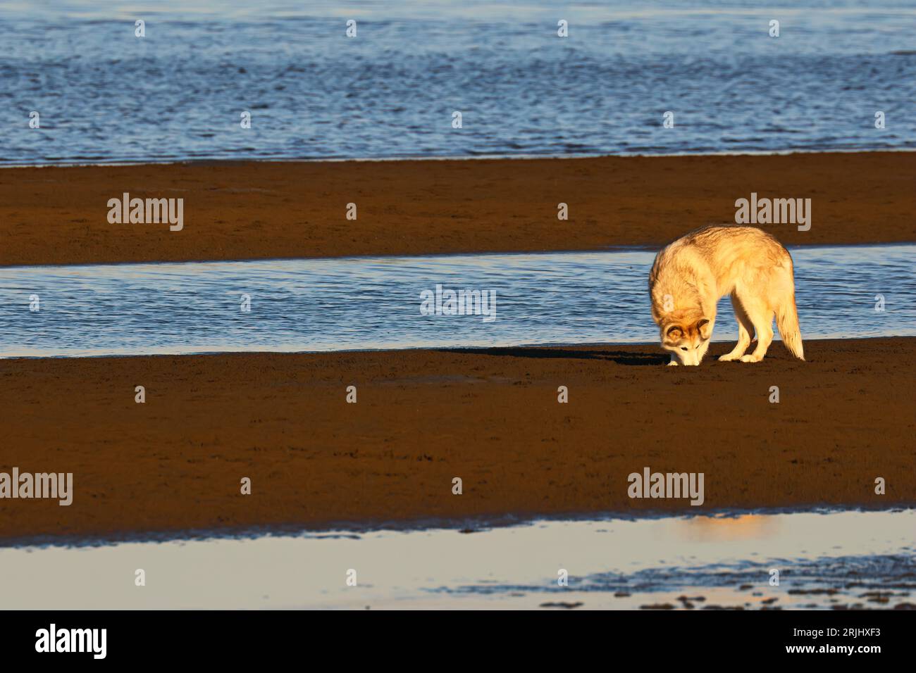 Ein Husky-Hund am Strand, braunes Fell. Wunderschöner Hund auf dem Sand. Stockfoto