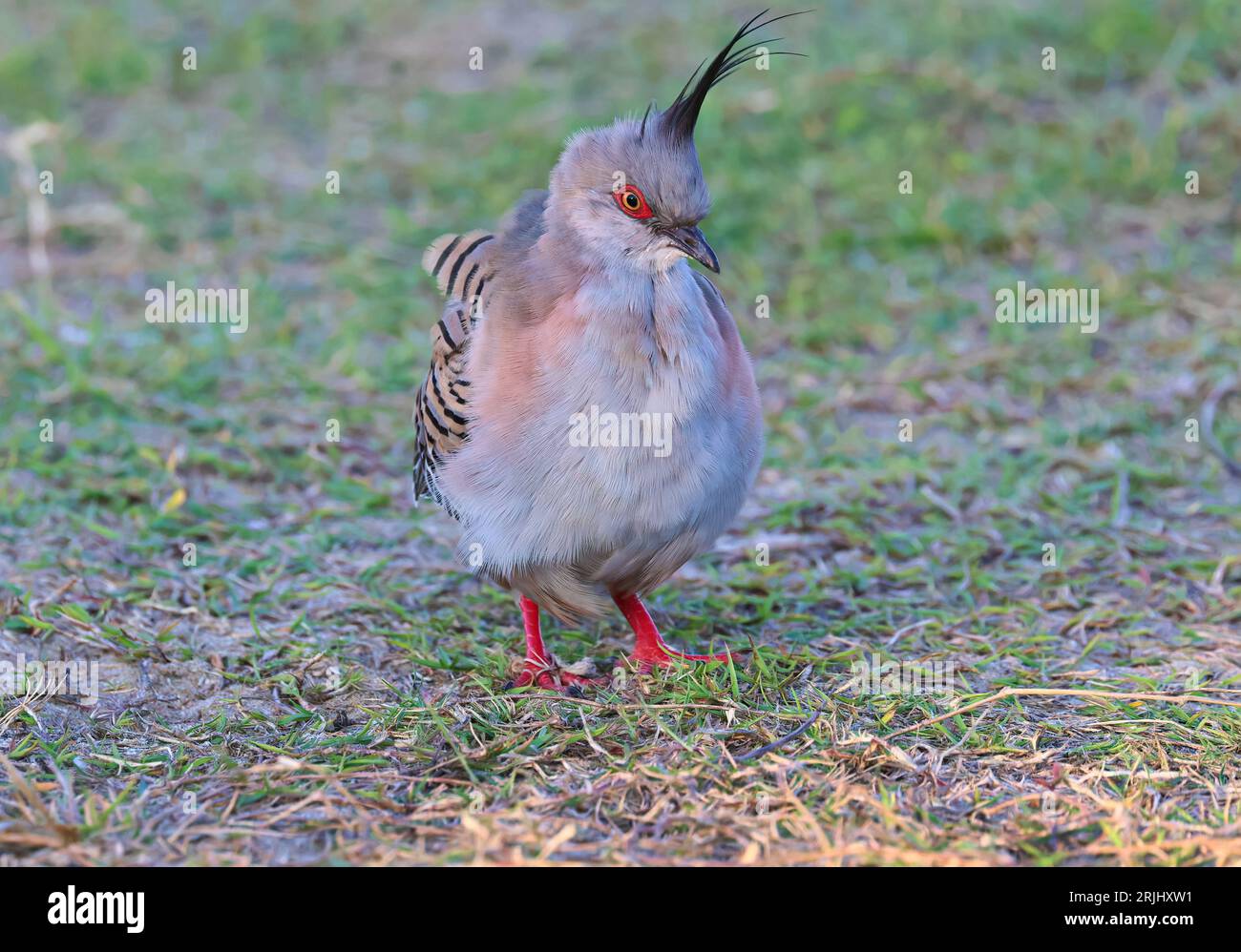 Tauben. Vögel, die draußen in der warmen Sonne Vogelzeug machen. Stockfoto