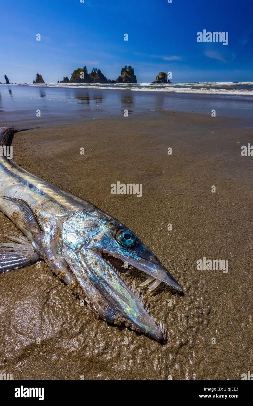 Langschnauzenfische, Alepisaurus ferox, wurden beim Sterben am Shi Shi Beach, Olympic National Park, Washington State, USA, angespült Stockfoto