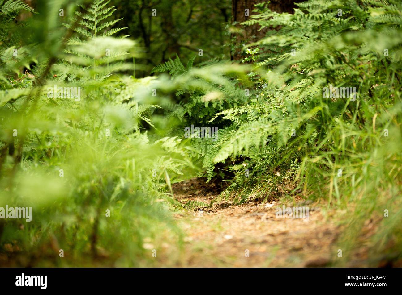 Ein ruhiger, unbefestigter Pfad schlängelt sich durch eine üppige, grüne Landschaft mit Bäumen, Blättern und Gras Stockfoto