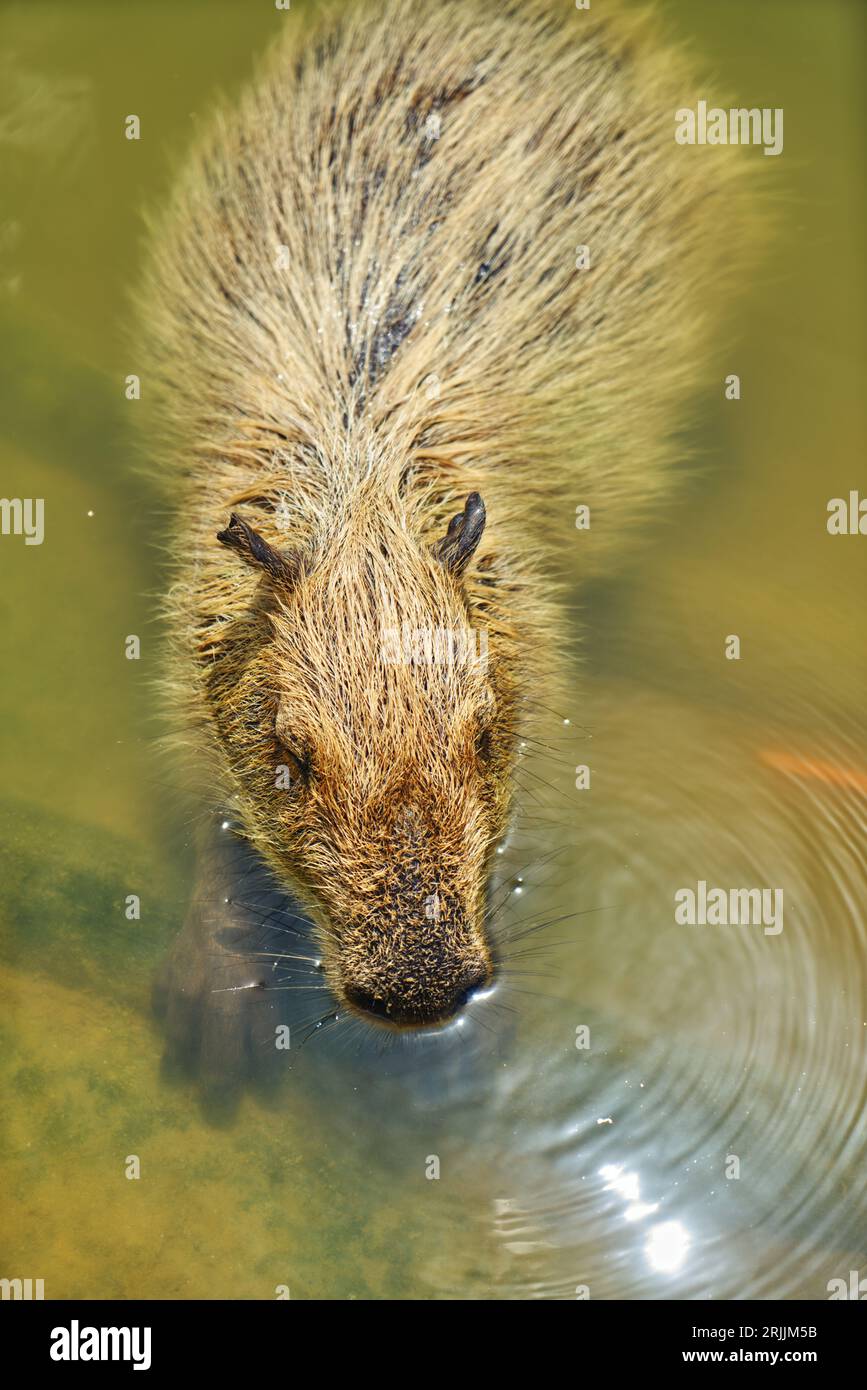 Porträt einer niedlichen Capybara, die in einem Wasserteich ruht, Ansicht von oben, Nahaufnahme von Capybara, warmes Licht, vertikales Bild, Leerzeichen für Text. Stockfoto