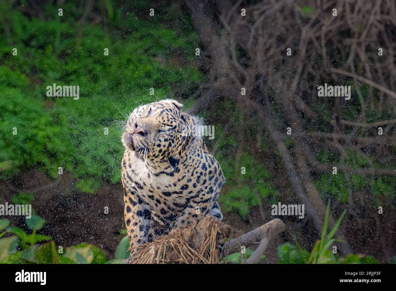 Jaguar schüttelt nach dem Schwimmen im Fluss Wasser aus dem Kopf Stockfoto