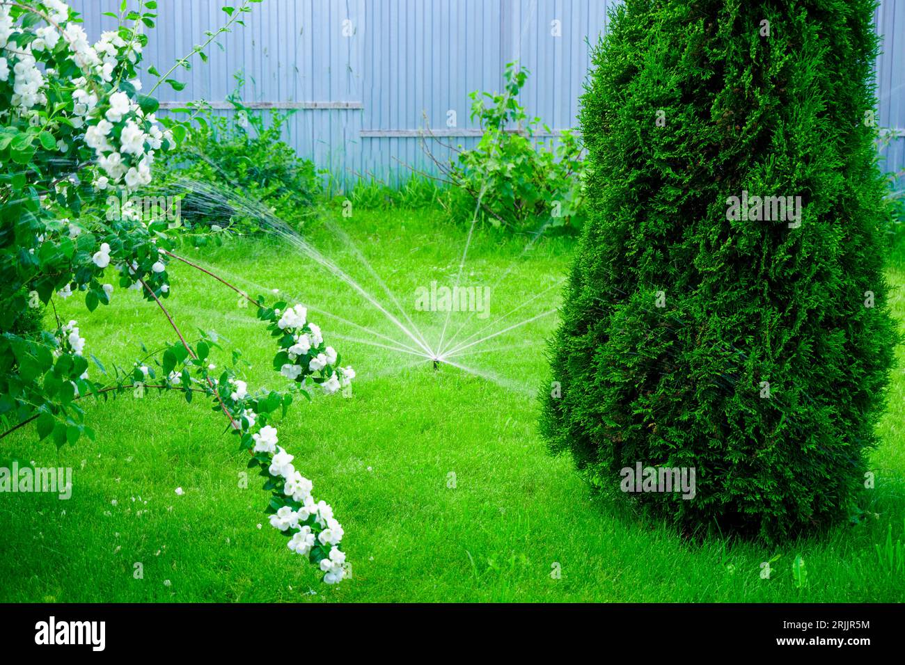 Sammer im Garten. Automatische Bewässerung des grünen Rasens Stockfoto