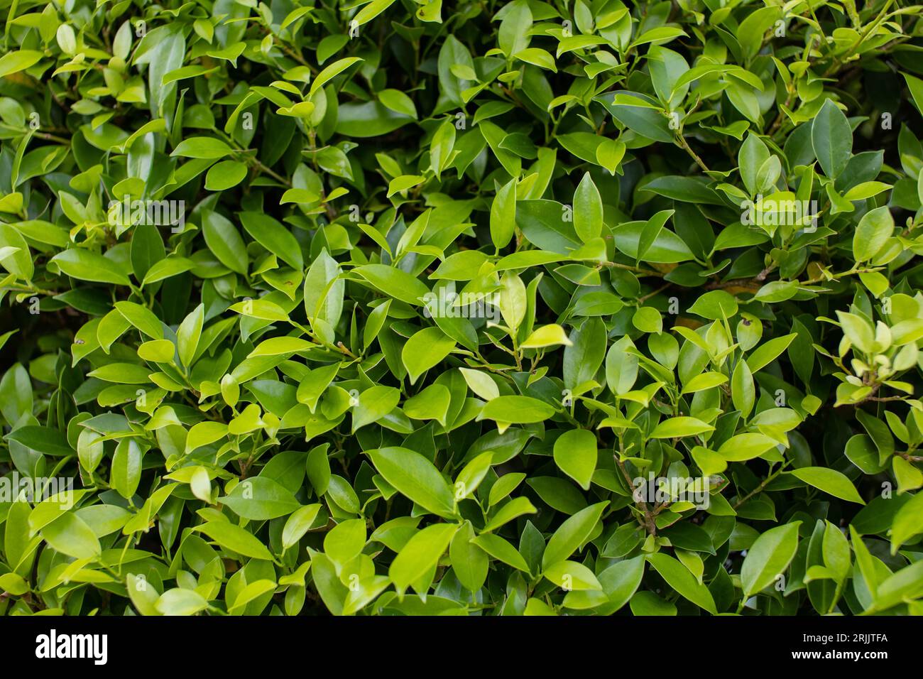 Natur der grünen Blätter im Garten im Sommer natürliche grüne Blattpflanzen, die als Hintergründe der Frühlingsdecke oder Grüntapete verwendet werden. Stockfoto