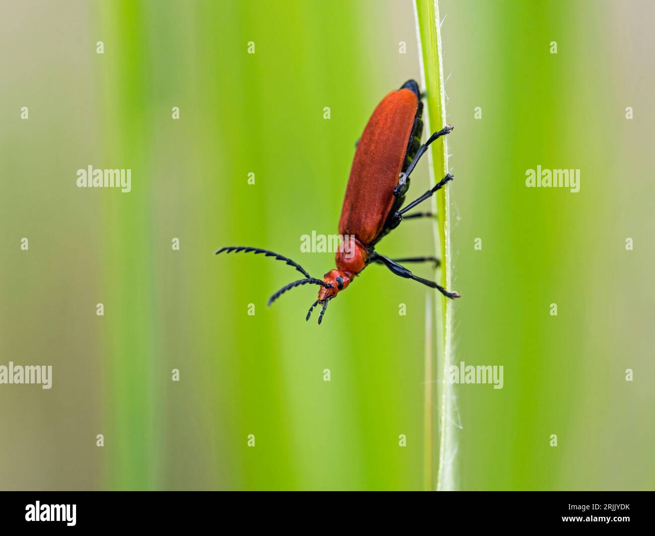 Rotkopf-Kardinal-Käfer (Pyrochroa serraticornis), Wicken, Cambridgeshire, England, Vereinigtes Königreich Stockfoto