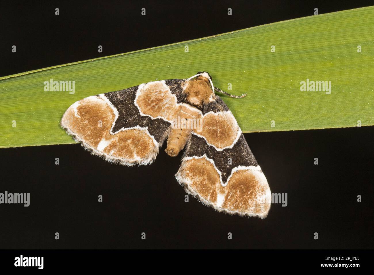 Erwachsene Marsh Carpet Moth (Gagitodes sagittata), Cambridgeshire, England, Vereinigtes Königreich Stockfoto