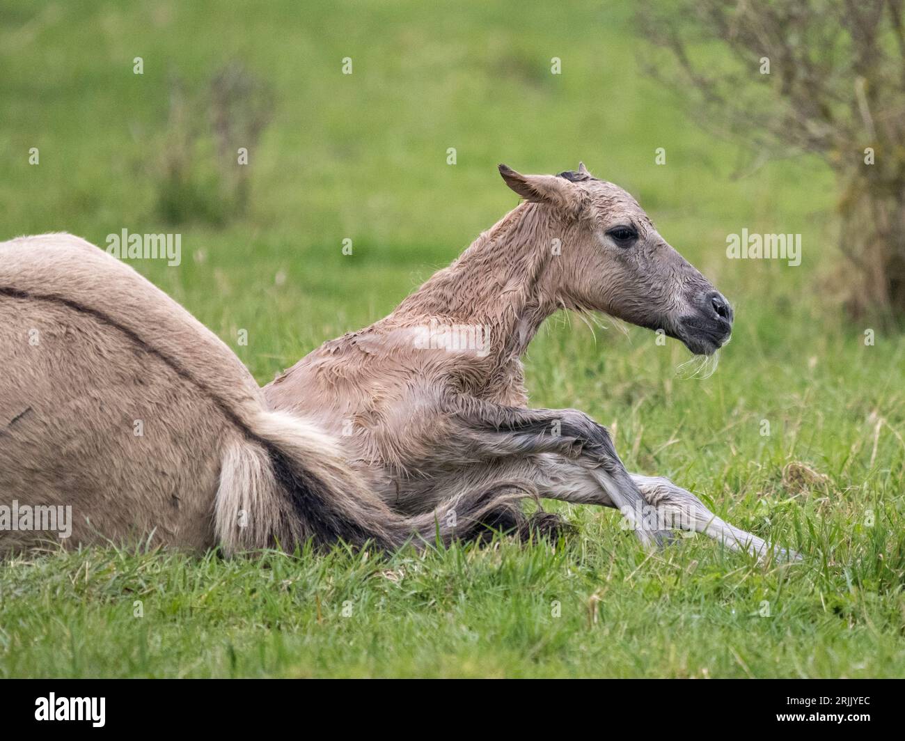 Neu geborenes Konik Pony Fohlen (Equus ferus caballus), Wicken, Cambridgeshire, England, Vereinigtes Königreich Stockfoto