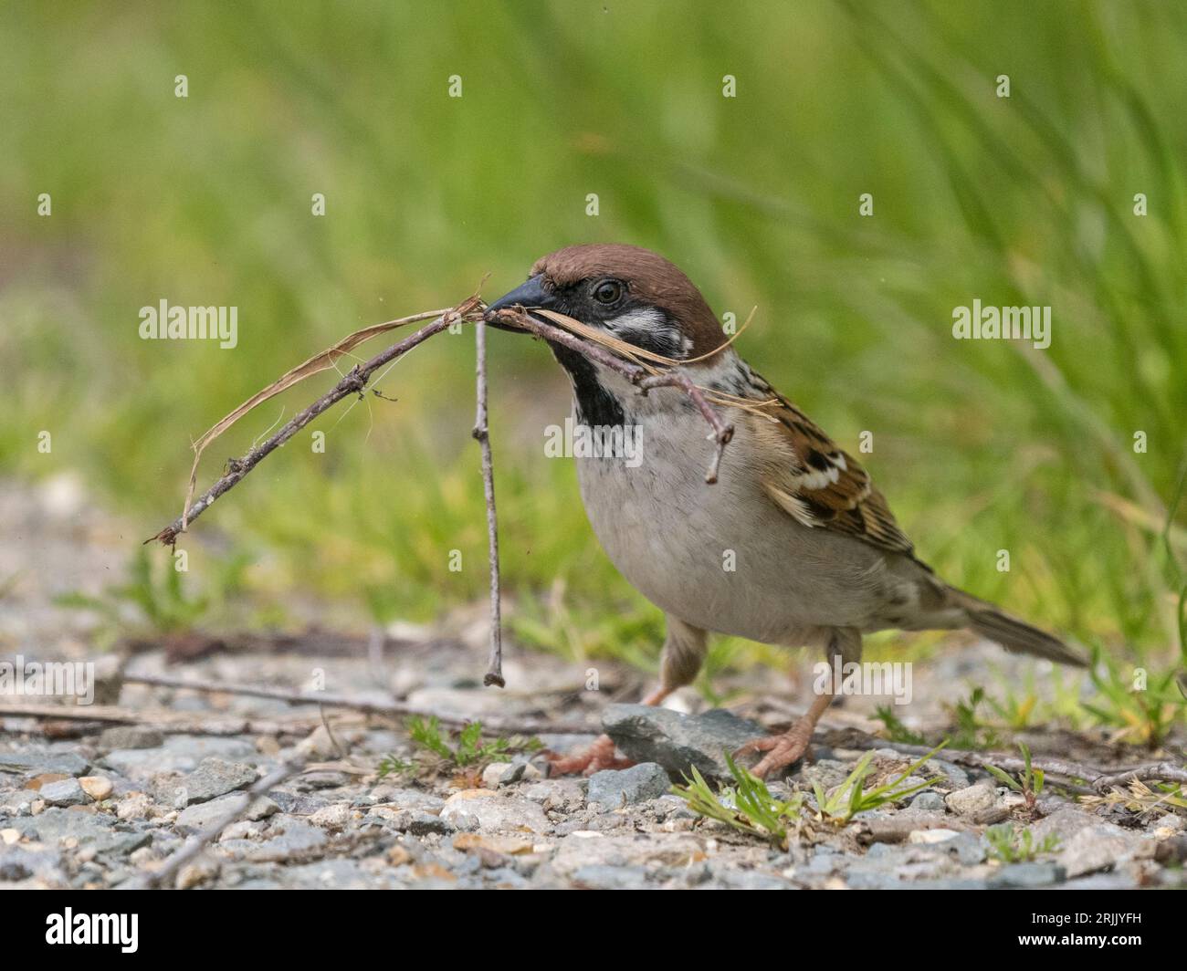 Männlicher Eurasian Tree Sparrow (Passer montanus) mit Nestmaterial, Wicken, Cambridgeshire, England, Vereinigtes Königreich Stockfoto