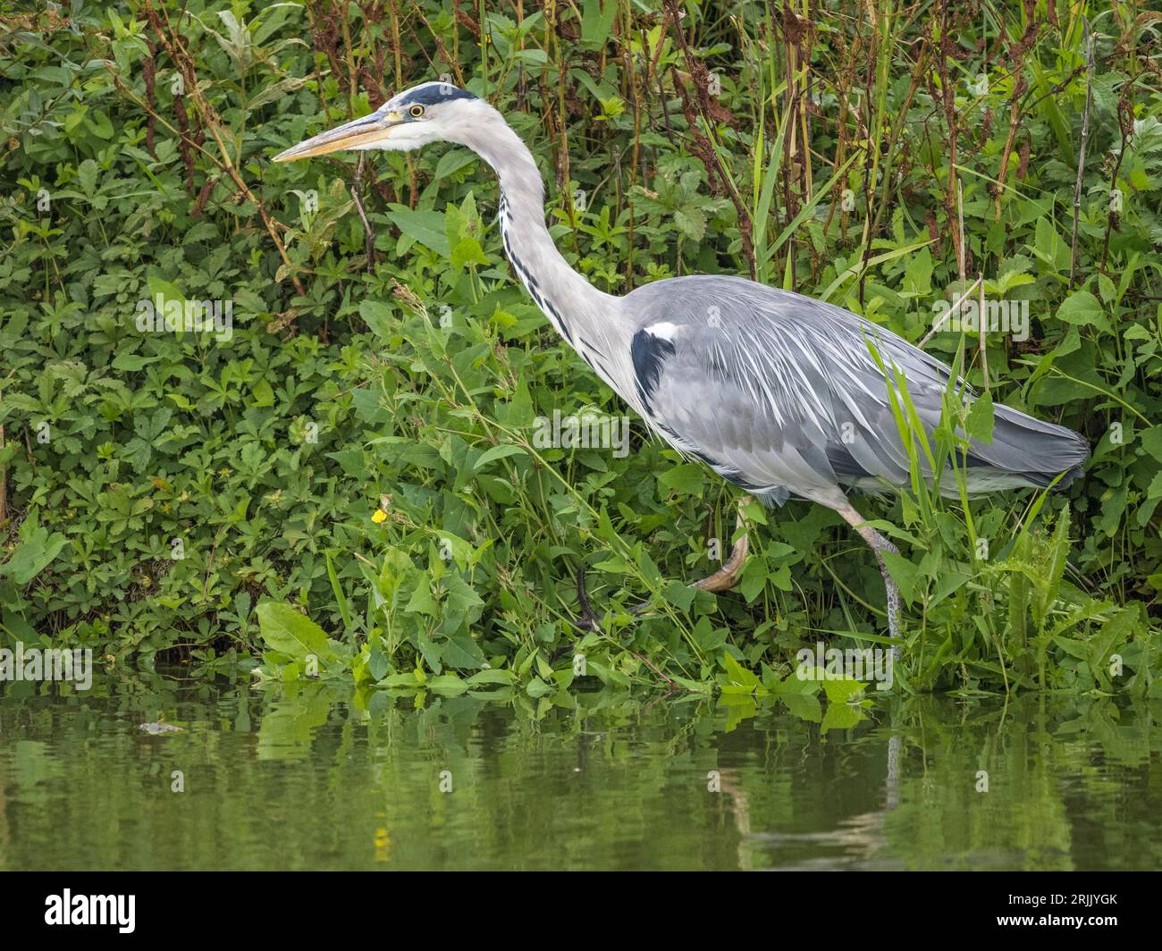 Erwachsener Graureiher (Ardea cinerea), Earith, Cambridgeshire, England Stockfoto