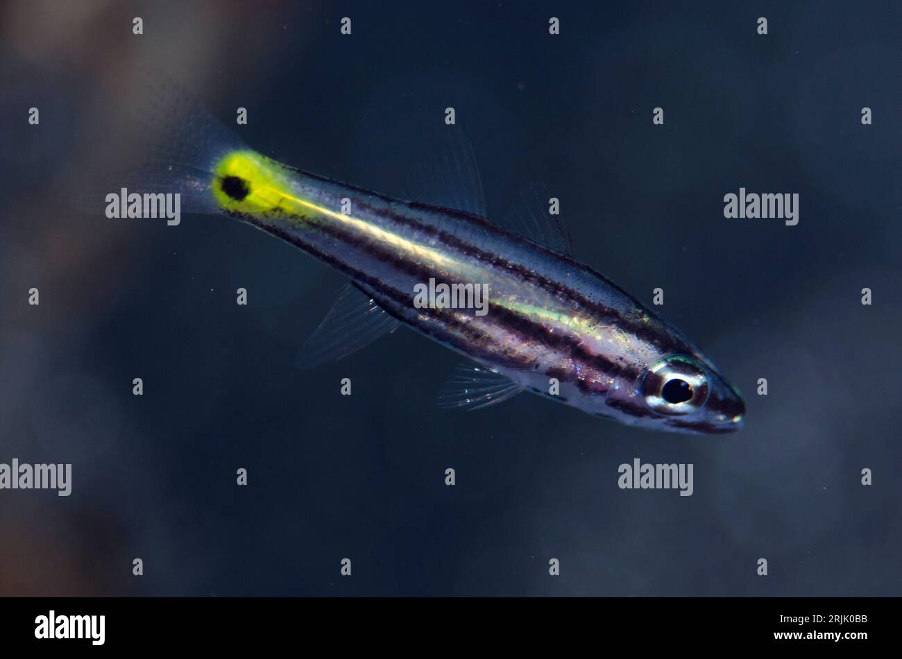 Juveniler Fivelined Cardinalfish, Cheilodipterus quinquelineatus, Hei NUS Tauchplatz, Lembeh Straits, Sulawesi, Indonesien Stockfoto