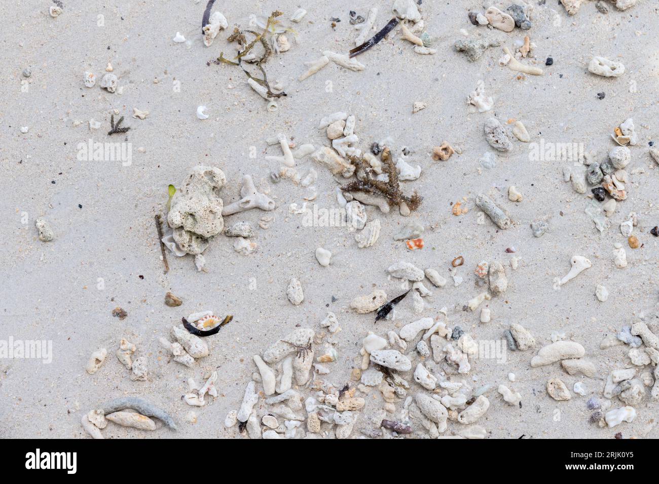 Nasser weißer Sand mit Korallen- und Muschelfragmenten, natürliche Hintergrundefotostruktur. Seychellen Stockfoto