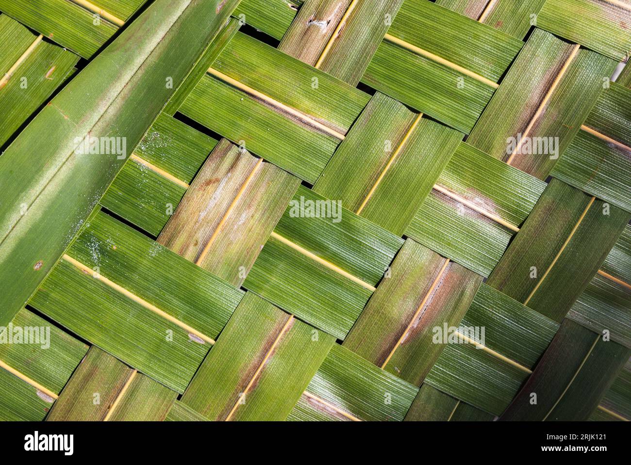 Grüne Palmenblatt-Matte, Nahaufnahme der Hintergrundstruktur Stockfoto