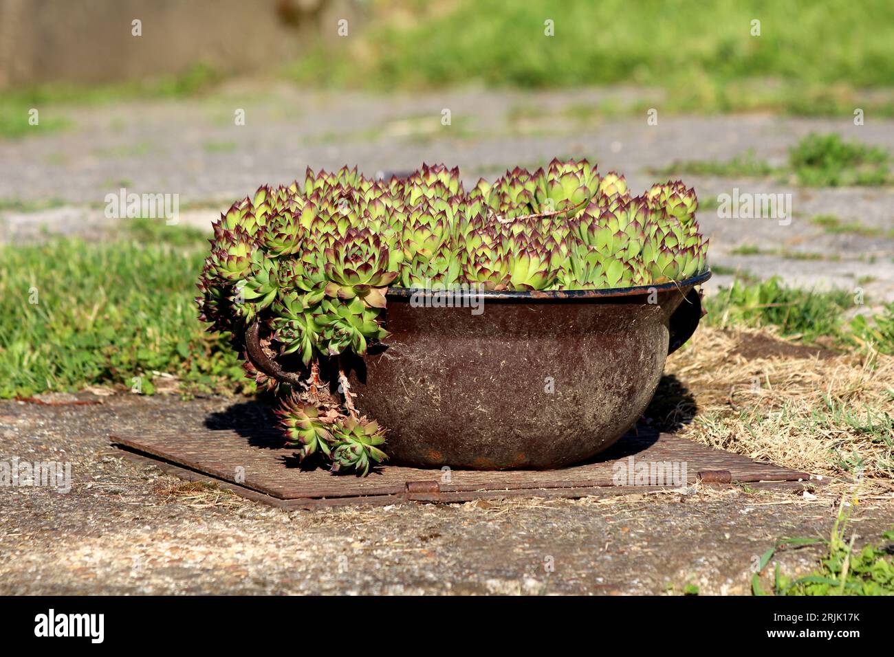 Dicht gepflanzte Gemeine Hausleek oder Sempervivum tectorum oder Bullocks Bart oder Teufelsbart oder Ohrkraut oder Rosette bilden saftige immergrüne Stauden Stockfoto